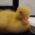 CE_SleepyDuck CE_SleepyDuck