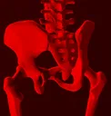 bonebottom