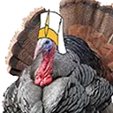 Turk Turk