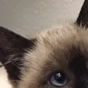 lionTomo1 lionTomo1