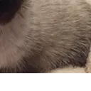 lionTomo4 lionTomo4
