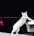 alexlaundry alexlaundry