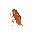 roachdance