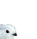 pap