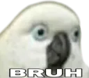 bruh