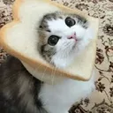 catBread