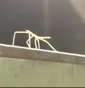 Stickbugged