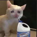 cloroxcat