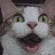 catWoah