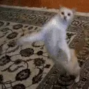 catDance