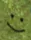 face1
