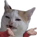 catConfused