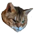 angrykitty angrykitty