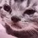 catCry
