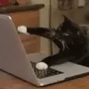 catType