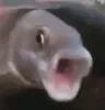 pogfish