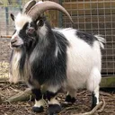 TinyGoat