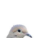pop