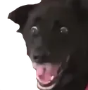 Scared_Dog