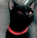 StemKitty