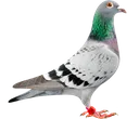 pigeon