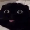 catHuh