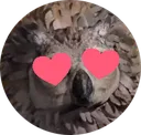 hearteyesowlbear