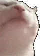 catJAM