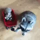 raccoonLoot