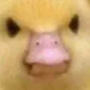 iratebird