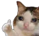 oksadcat