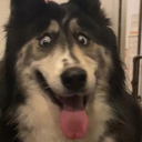 doghegao Discord emoji