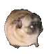 pugPls