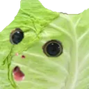 CABBAGECAT CABBAGECAT