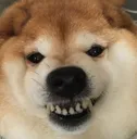 chubbyshiba