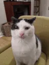 aq_Cat_Idk