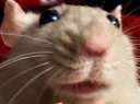 pebreally Discord emoji