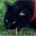 cat_meme Discord emoji