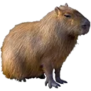 capybara