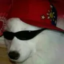 perrofacha