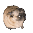 :shakeitBOYE: