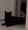 catsteal