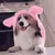 corgi_bunnyhat