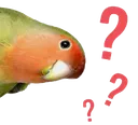 birb_what