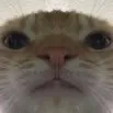 Catstare