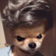 RickieeDog