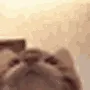 yum_cat