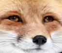 fluffyderp