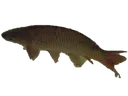 lefishe