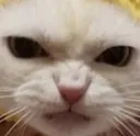 MadCat